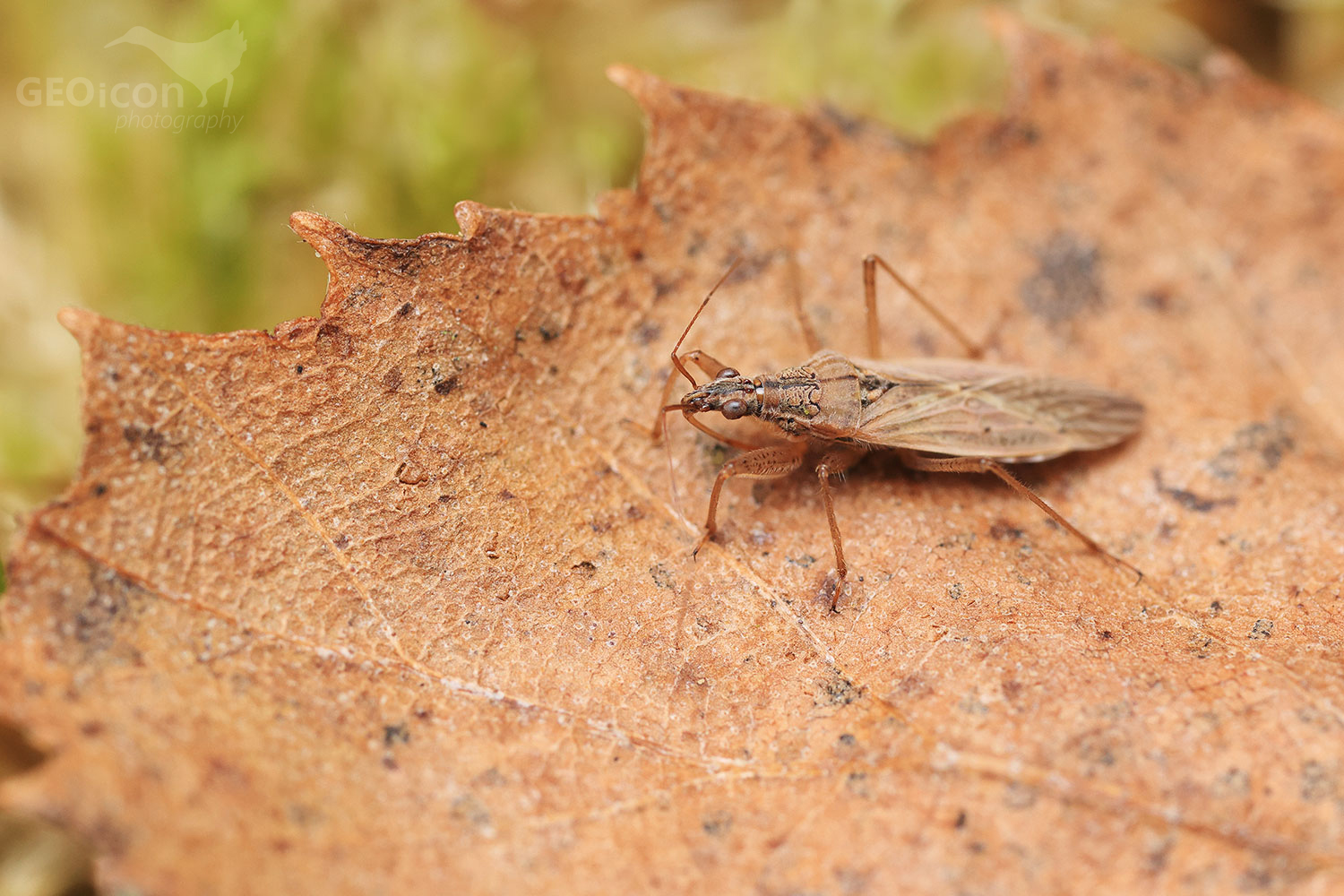 Nabis pseudoferus / lovčice běžná
