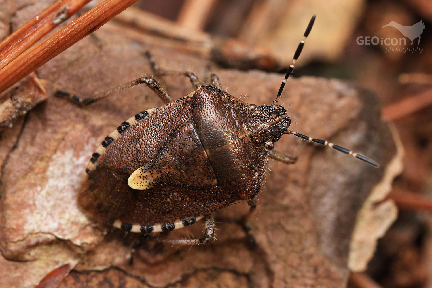 Dolycoris baccarum / kněžice chlupatá
