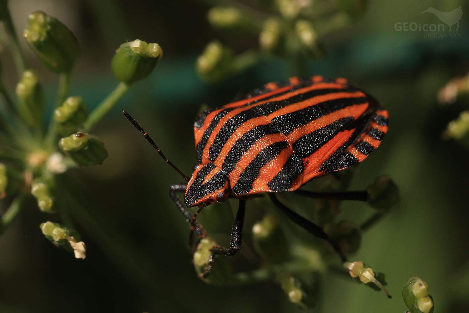 Shield bug / kněžice pásovaná (Graphosoma lineatum)