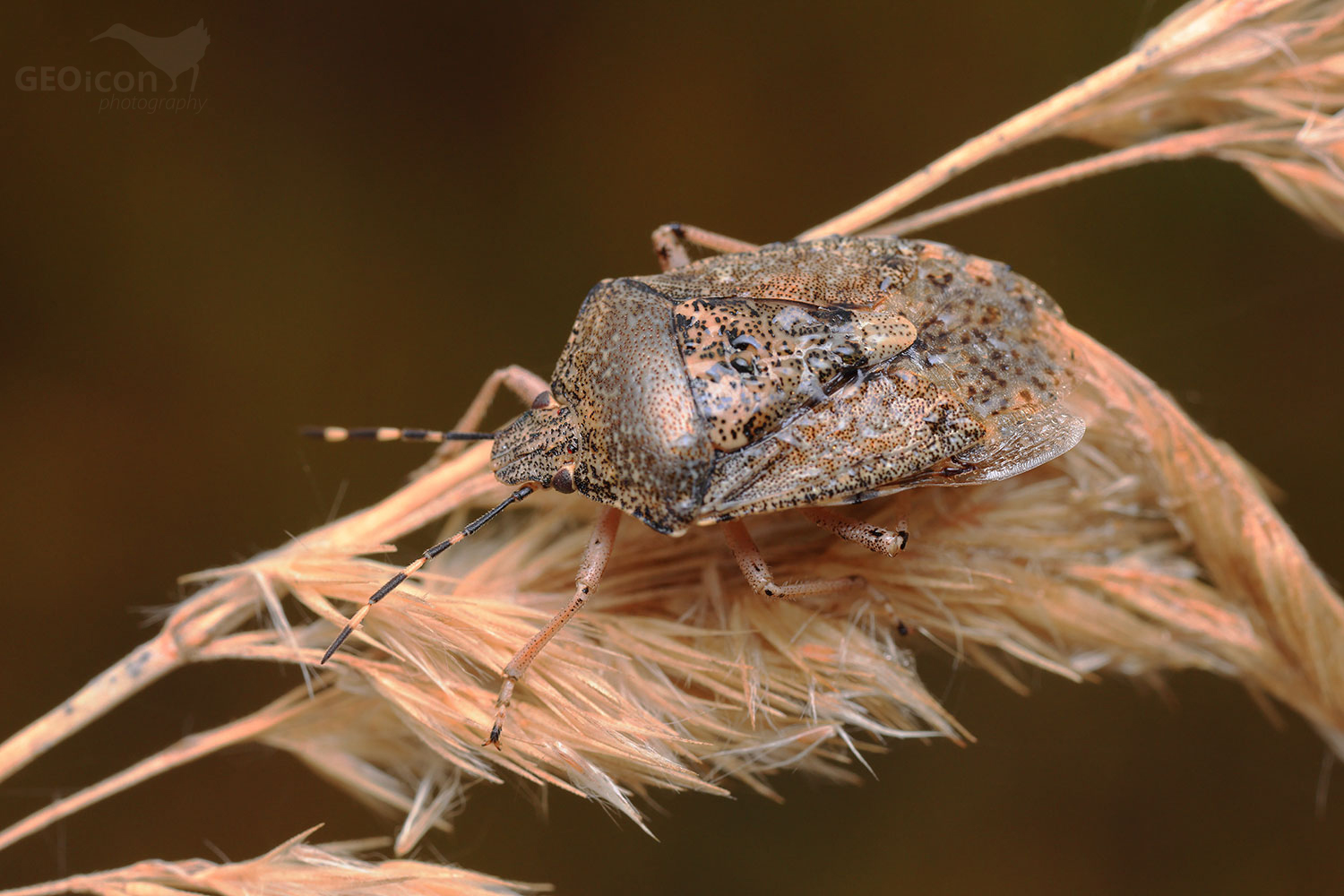 Rhaphigaster nebulosa / kněžice mlhovitá