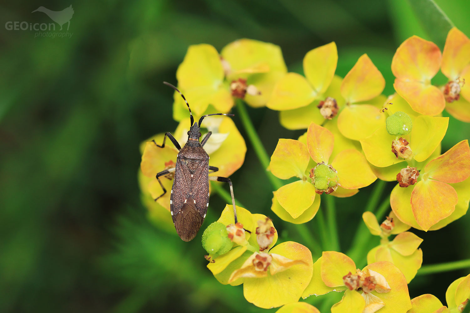 Pryšcovka obecná (Dicranocephalus agilis)