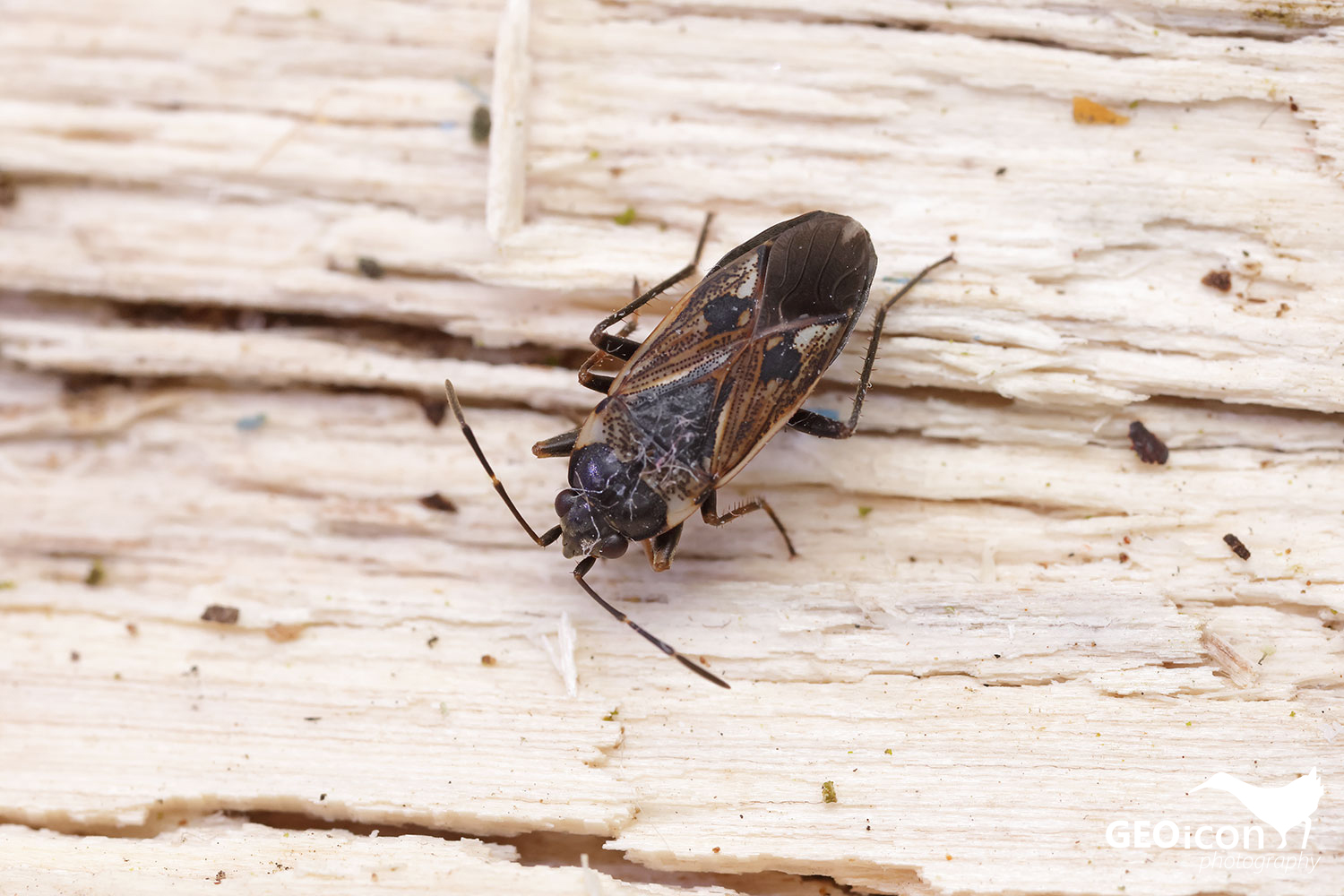Rhyparochromus vulgaris / ploštička obecná