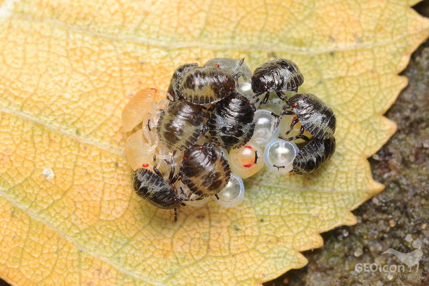 Eysarcoris venustissimus / kněžice čistcová