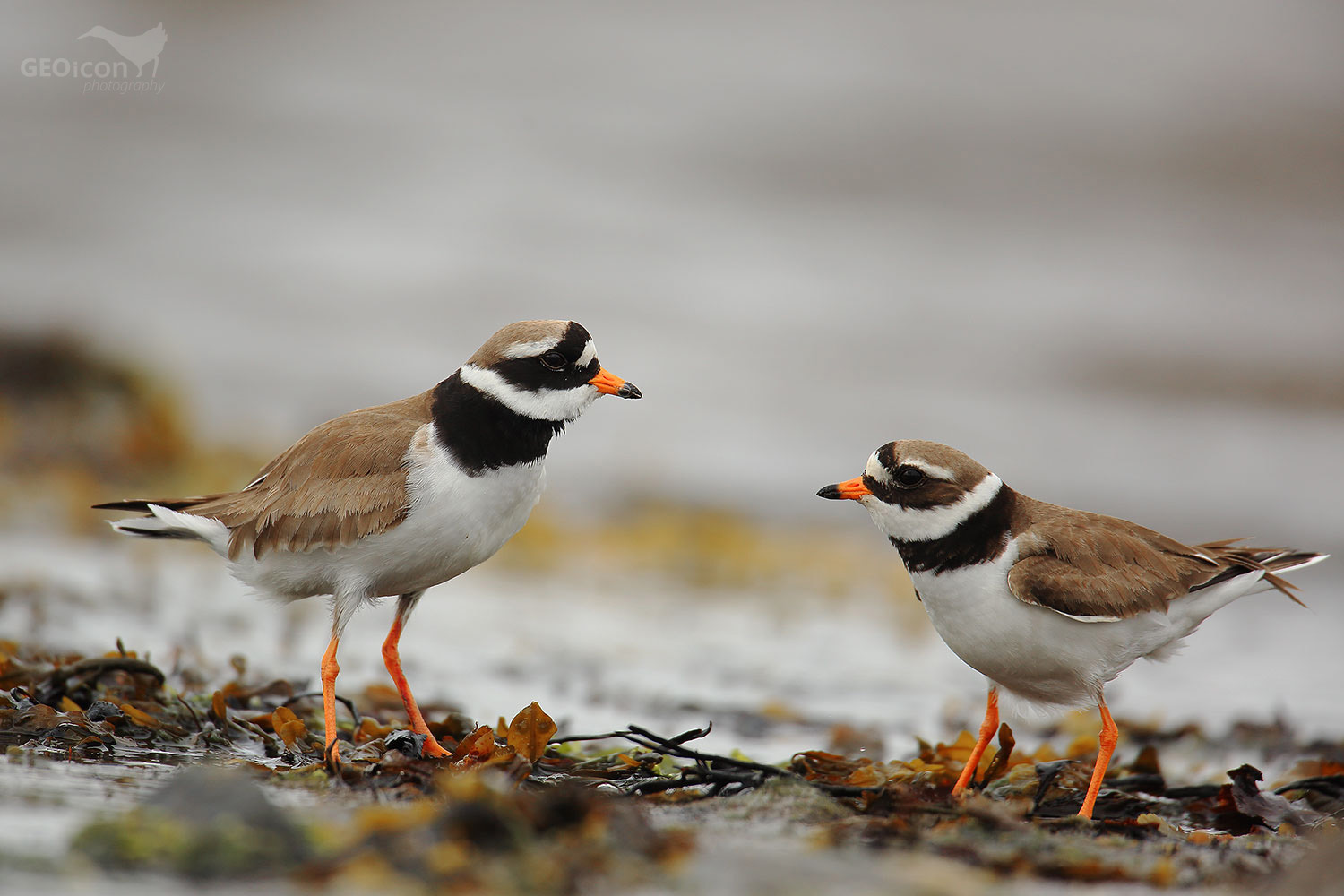Ringed plover / kulík písečný (Charadrius hiaticula)