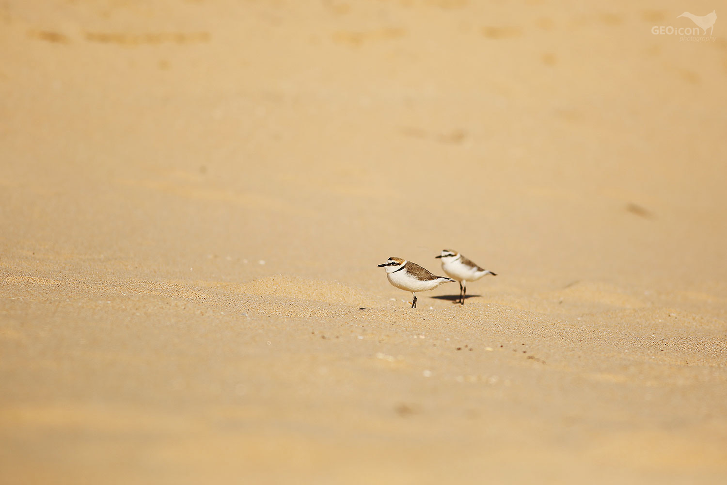 Kentish plover / kulík mořský (Charadrius alexandrinus)