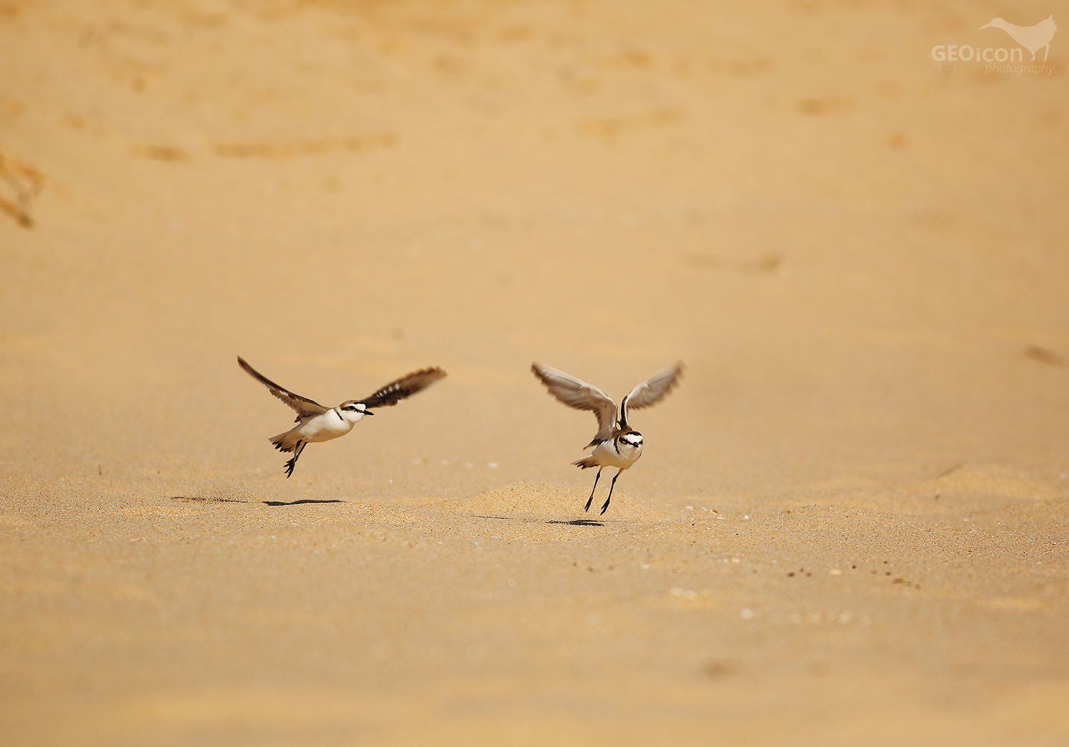 Kentish plover / kulík mořský (Charadrius alexandrinus)