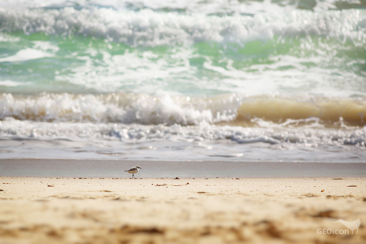 Kentish plover / kulík mořský (Charadrius alexandrinus)