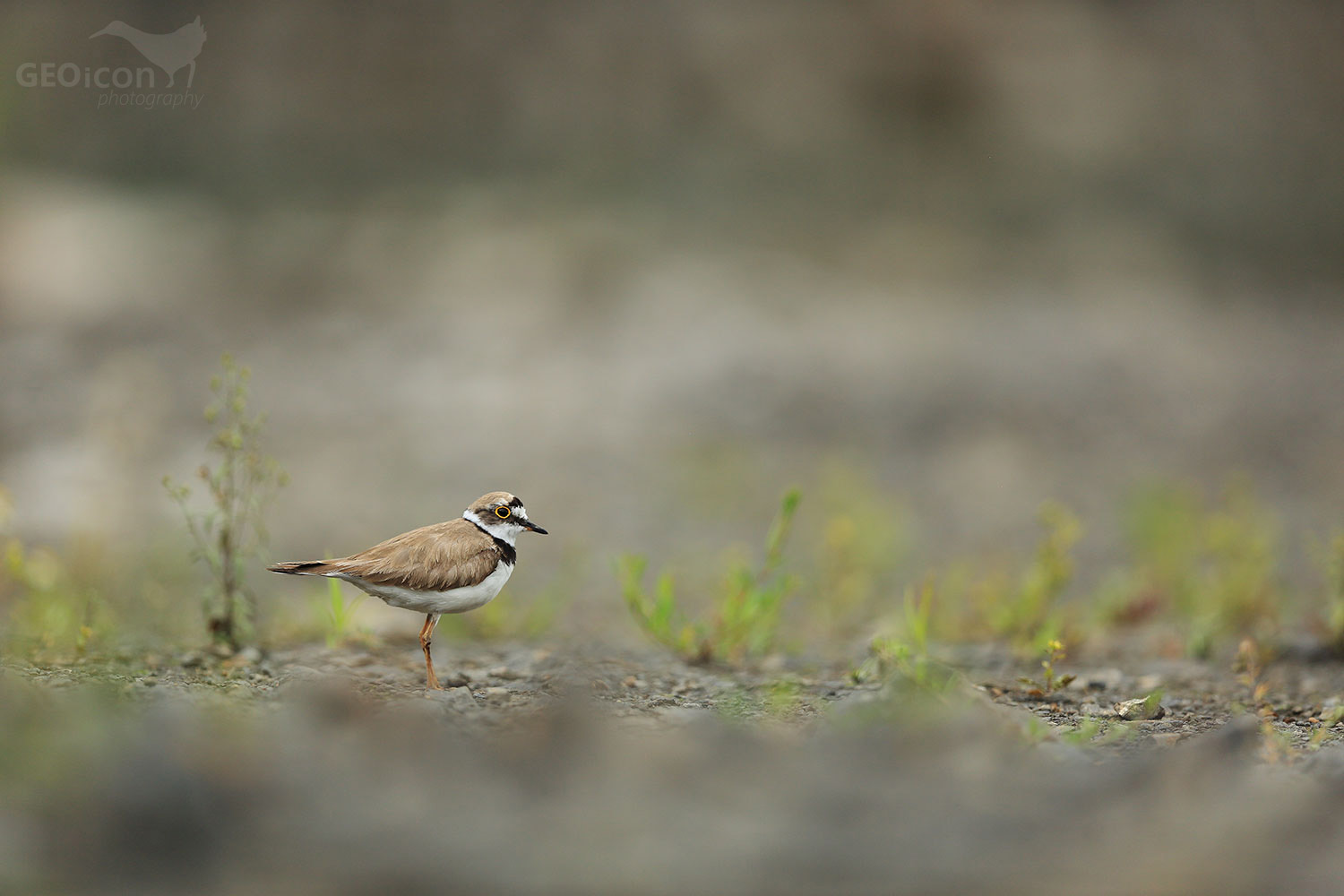 Little ringed plover / kulík říční (Charadrius dubius)