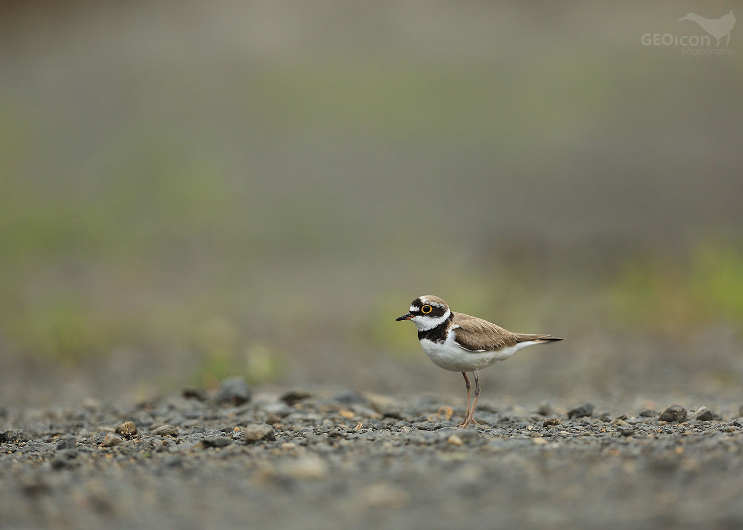 Little ringed plover / kulík říční (Charadrius dubius)