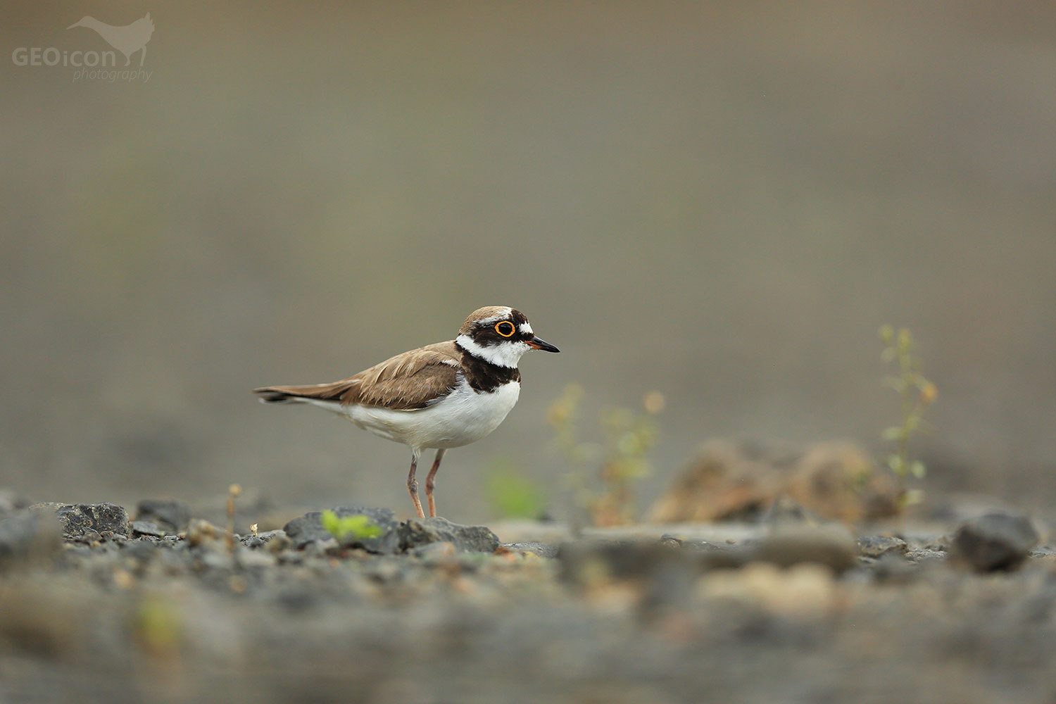 Little ringed plover / kulík říční (Charadrius dubius)