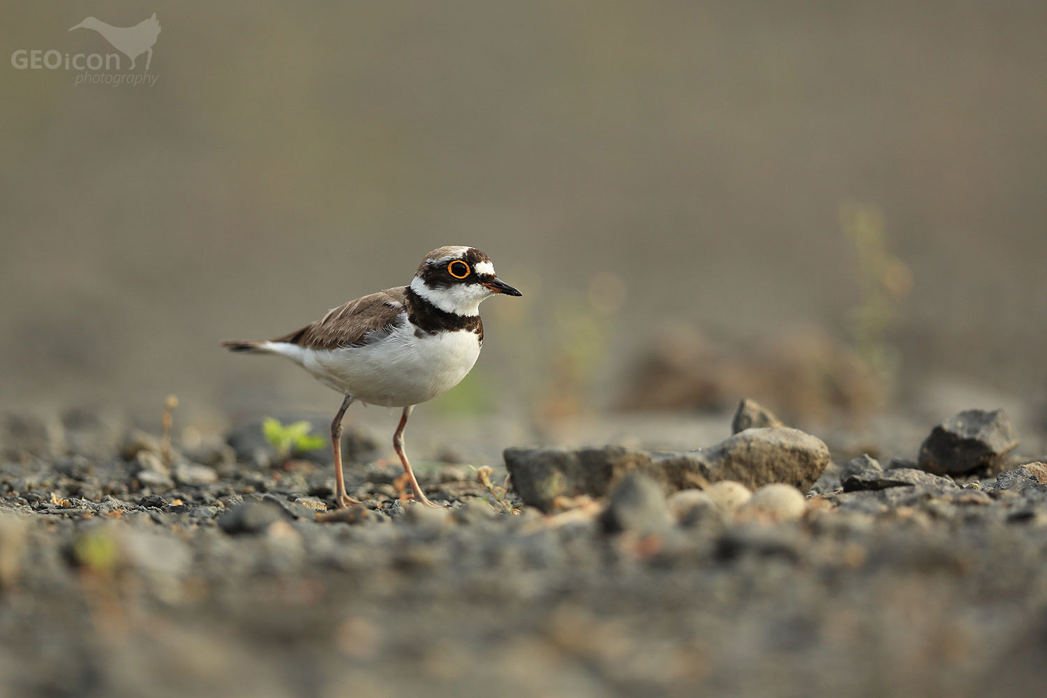 Little ringed plover / kulík říční (Charadrius dubius)