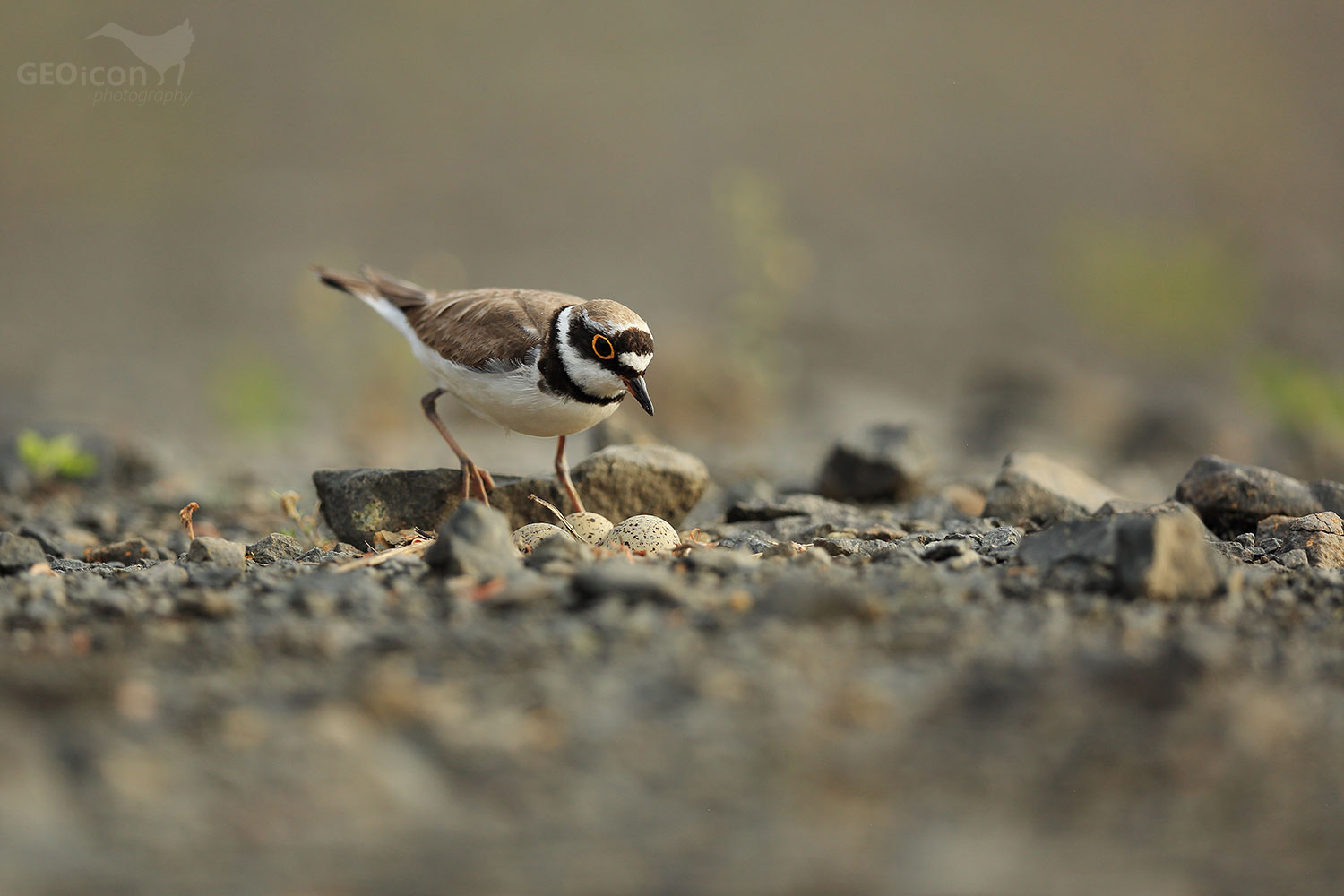 Little ringed plover / kulík říční (Charadrius dubius)