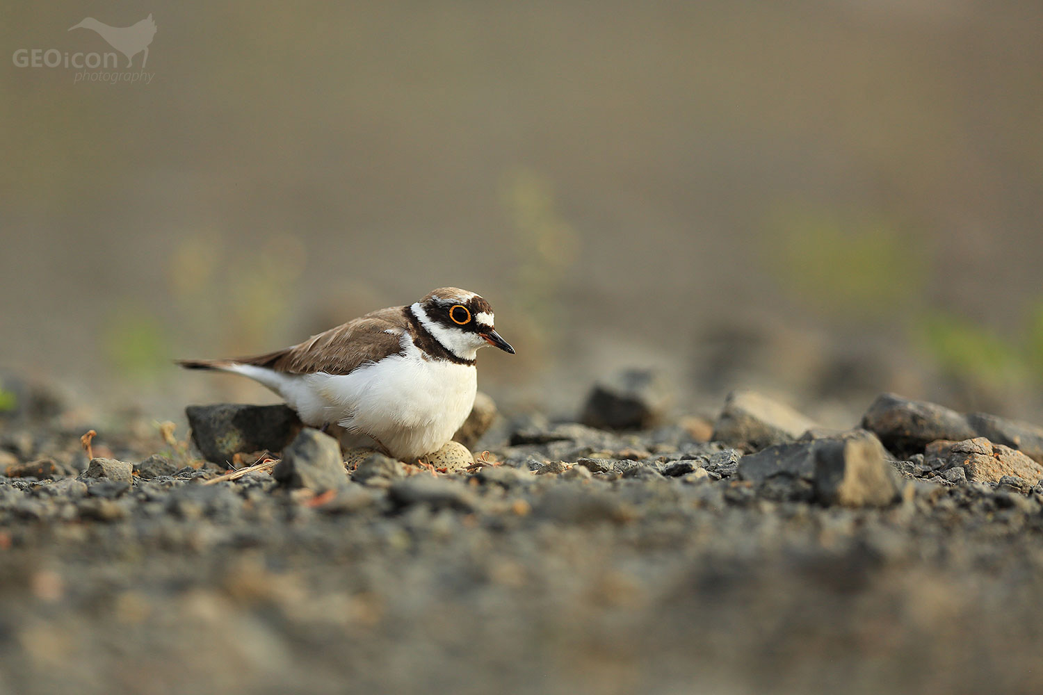 Little ringed plover / kulík říční (Charadrius dubius)