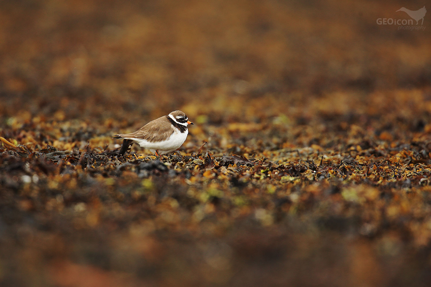 Ringed plover / kulík písečný (Charadrius hiaticula)