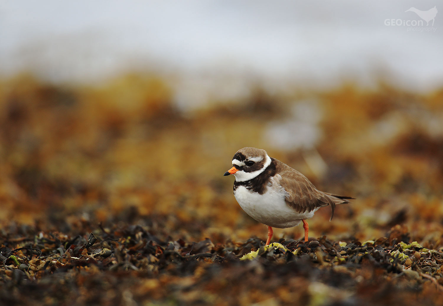 Ringed plover / kulík písečný (Charadrius hiaticula)
