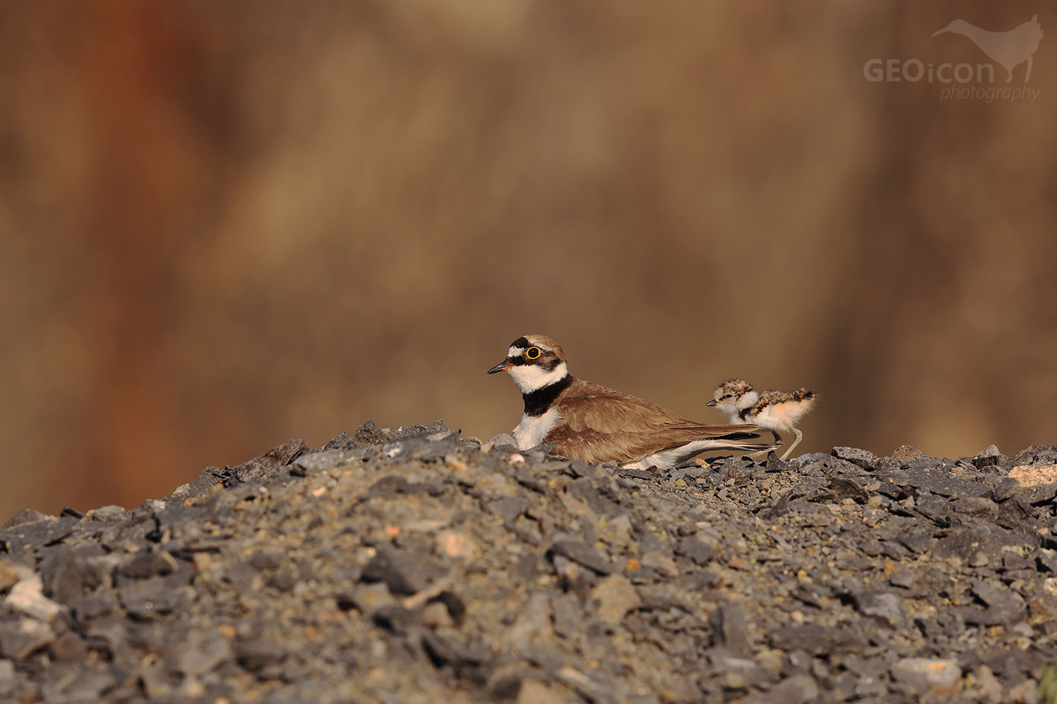 Little ringed plover / kulík říční (Charadrius dubius)