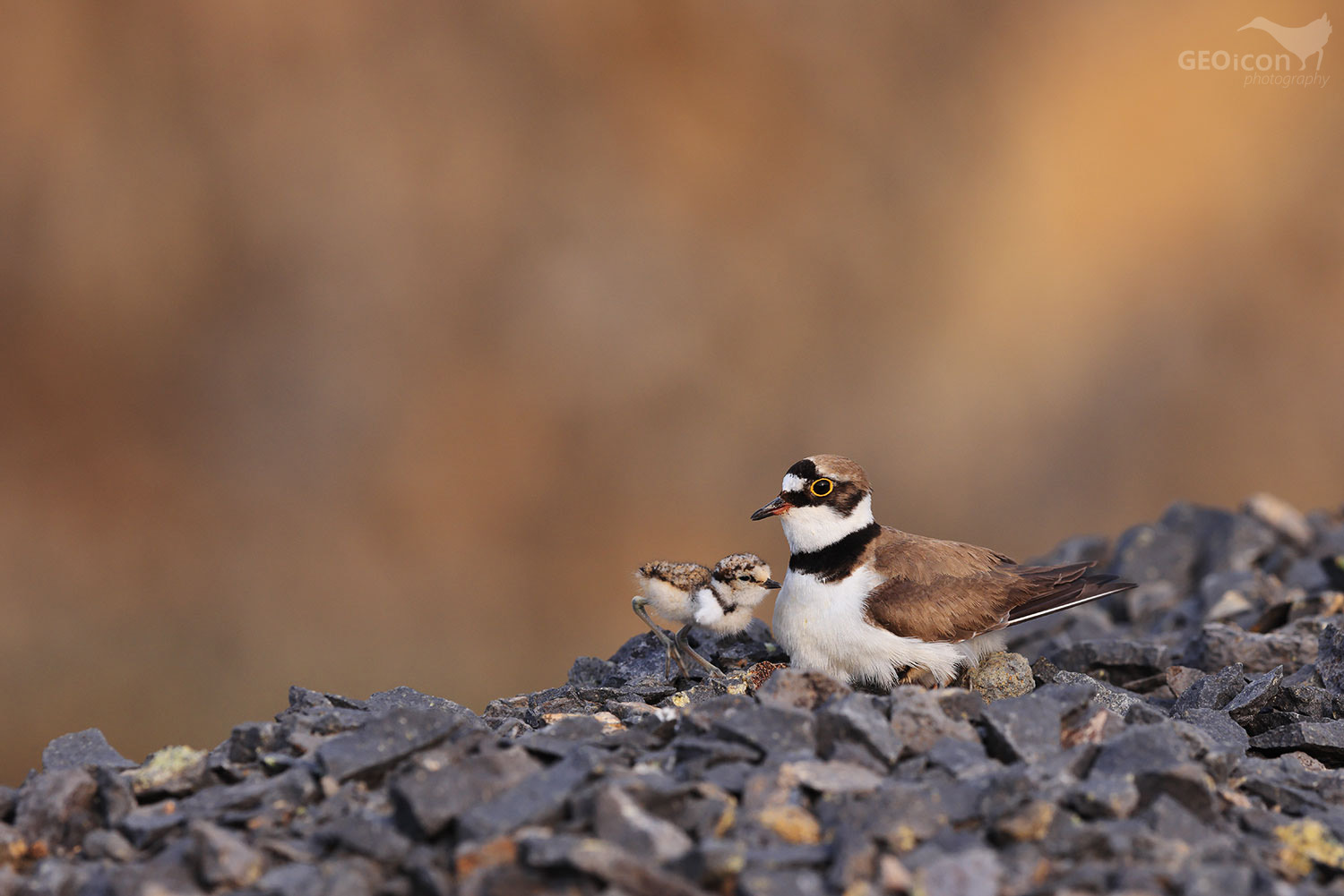 Little ringed plover / kulík říční (Charadrius dubius)