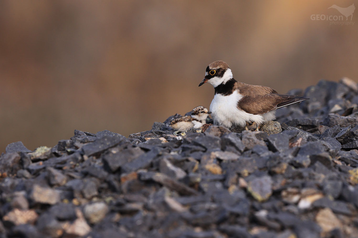 Little ringed plover / kulík říční (Charadrius dubius)