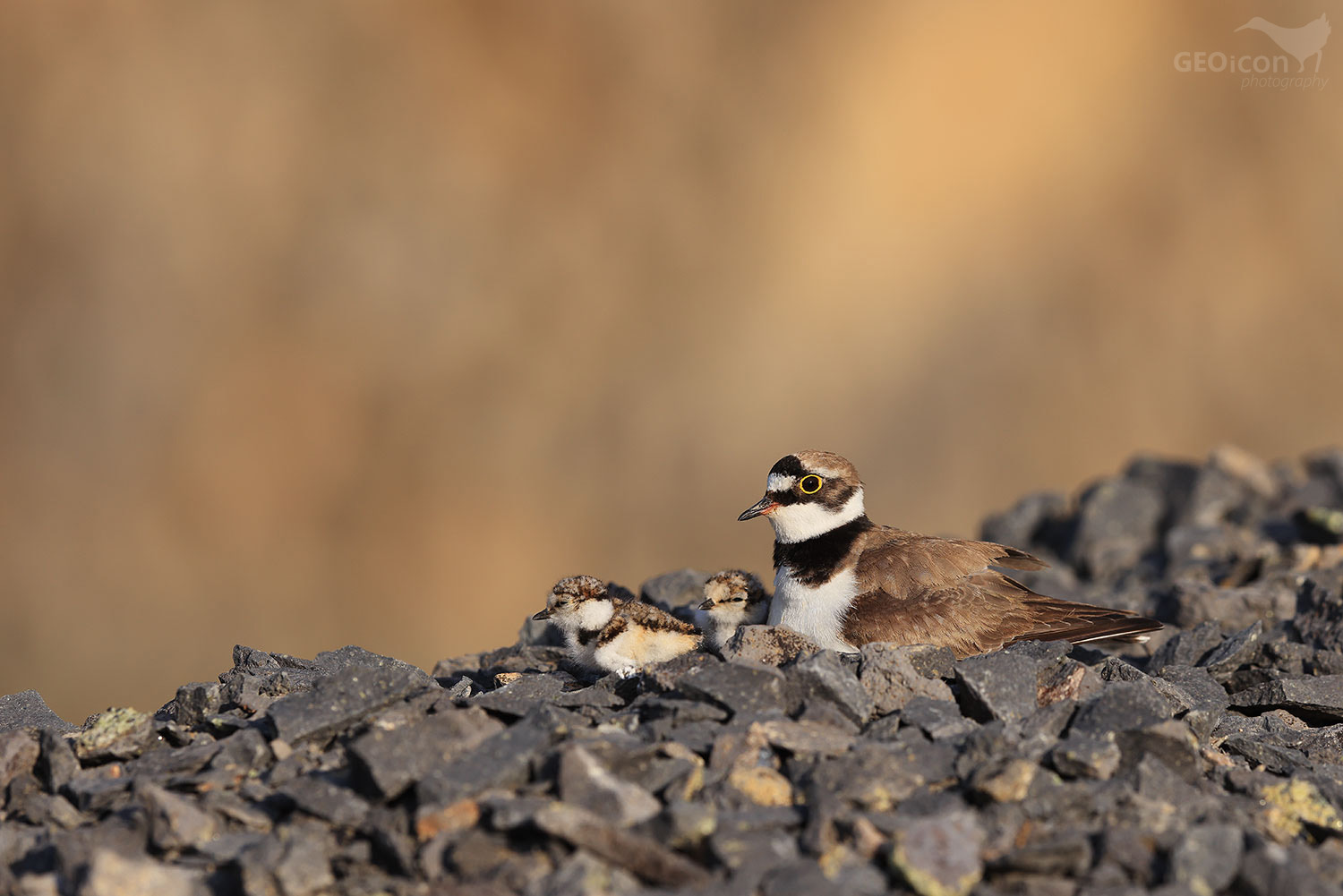 Little ringed plover / kulík říční (Charadrius dubius)