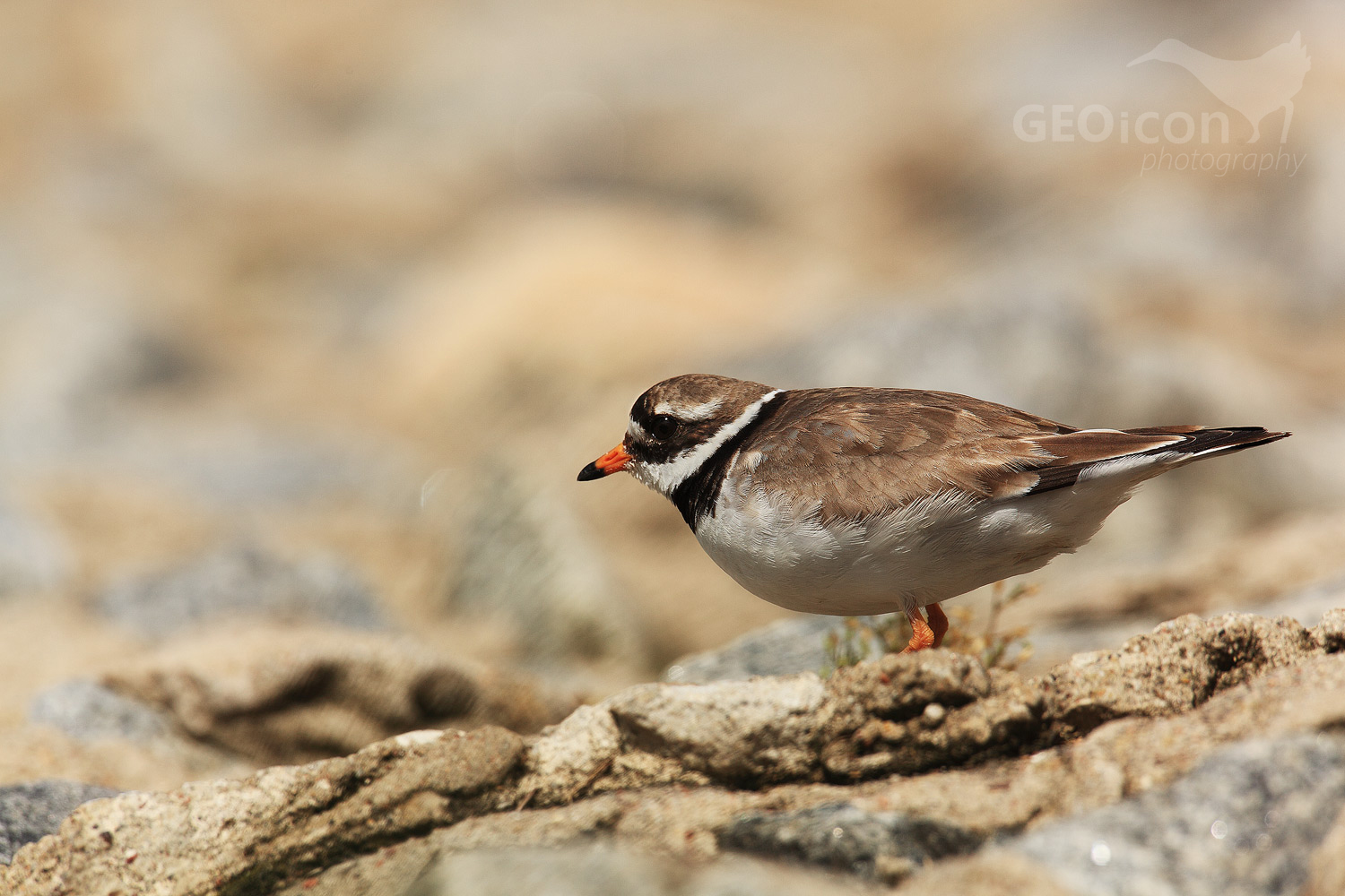 Ringed plover / kulík písečný (Charadrius hiaticula)