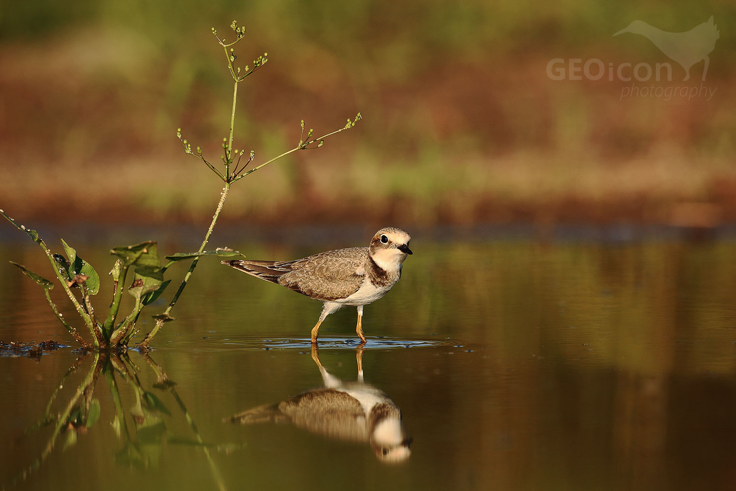 Little ringed plover / kulík říční (Charadrius dubius)