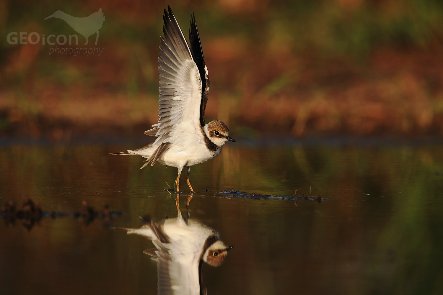 Little ringed plover / kulík říční (Charadrius dubius)