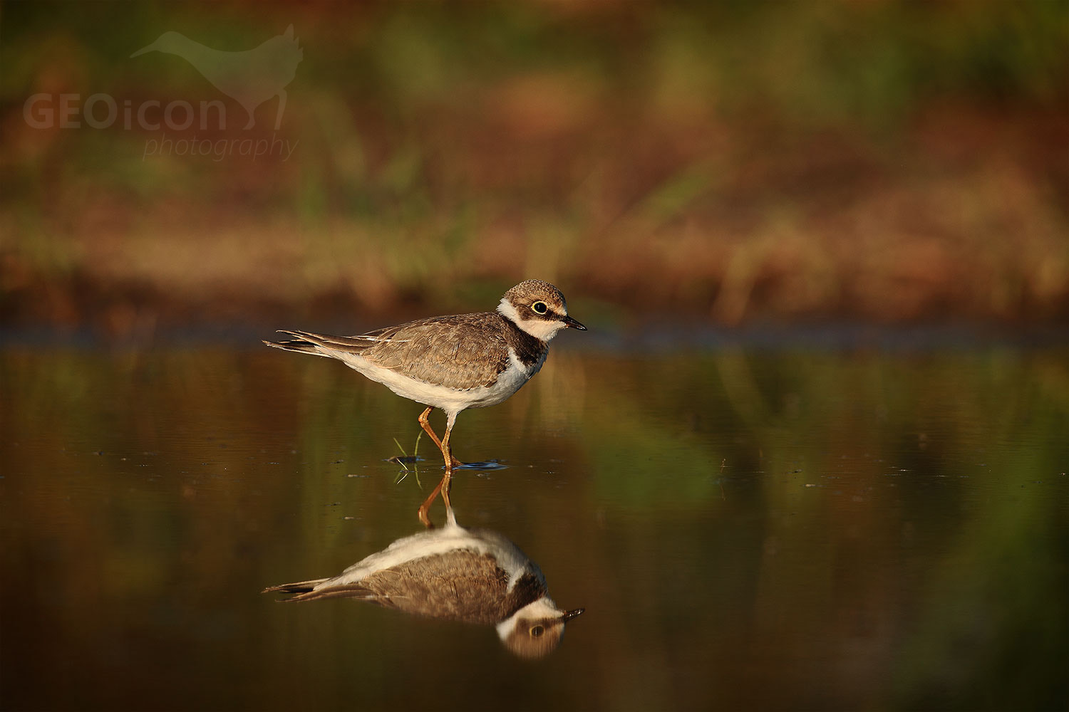 Little ringed plover / kulík říční (Charadrius dubius)