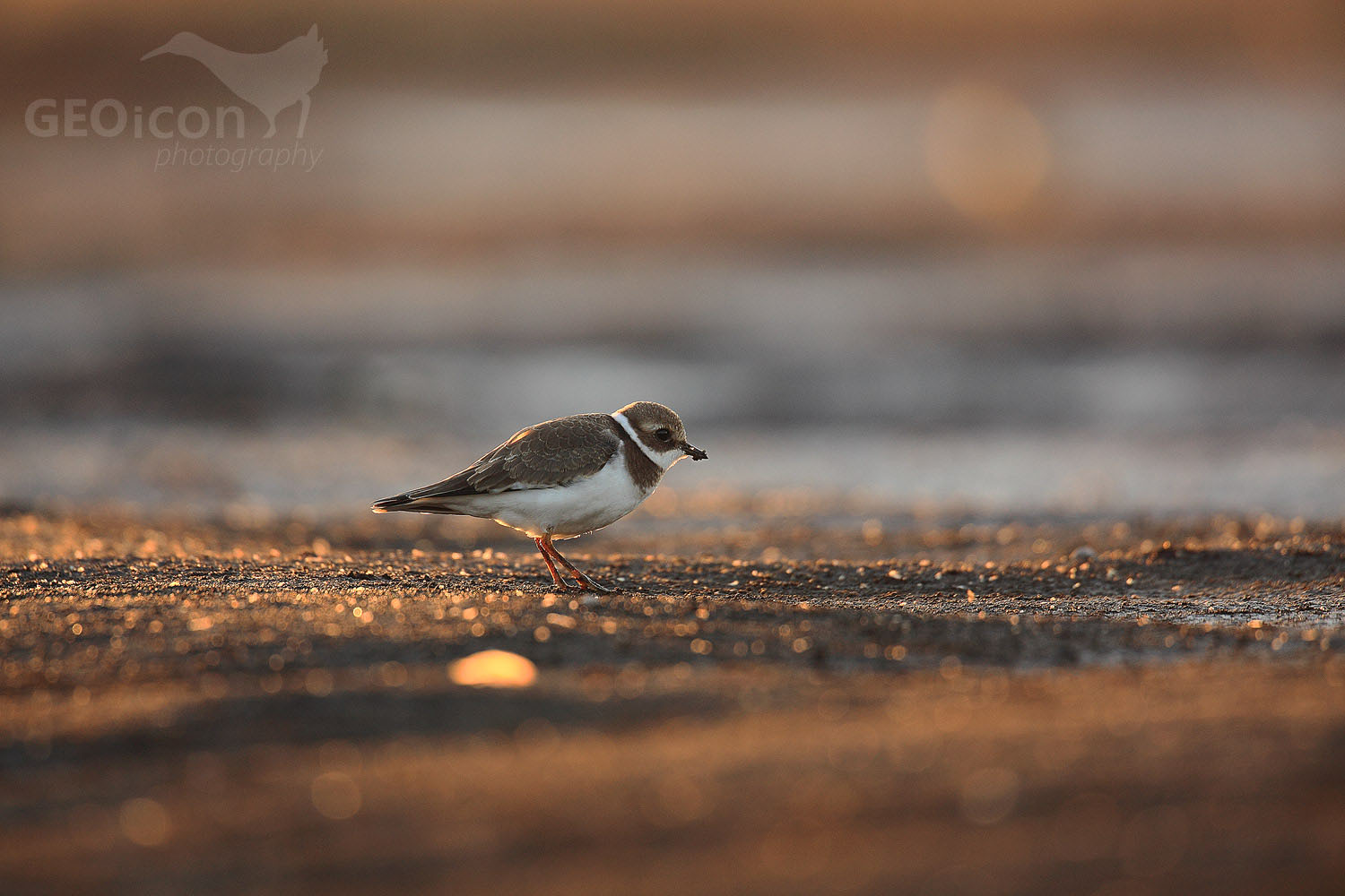 Little ringed plover / kulík říční (Charadrius dubius)