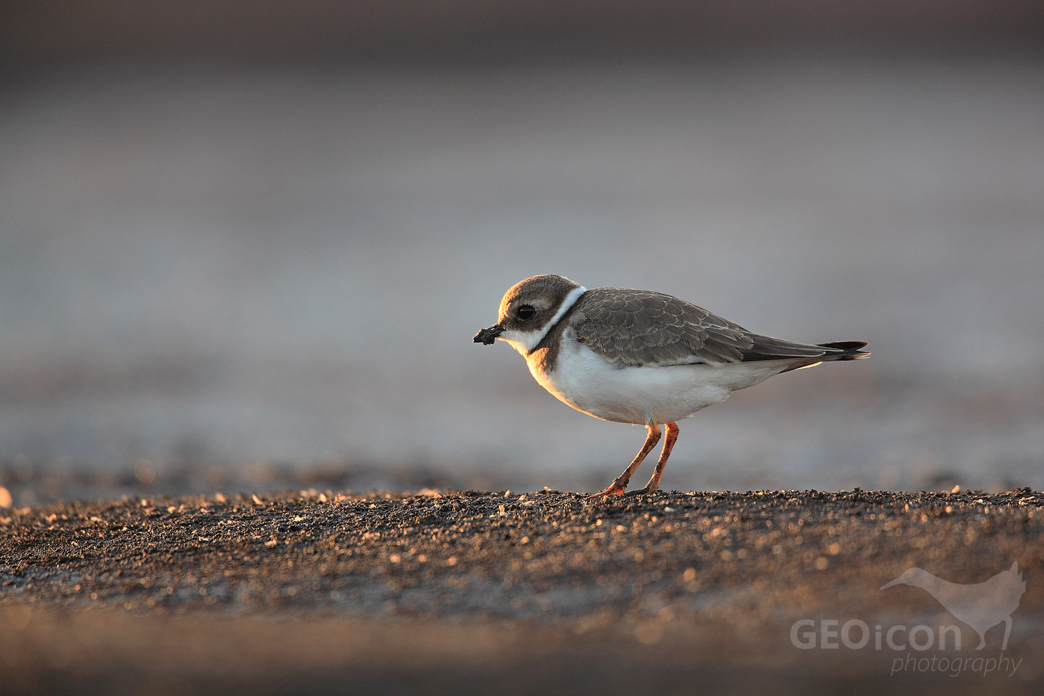 Little ringed plover / kulík říční (Charadrius dubius)