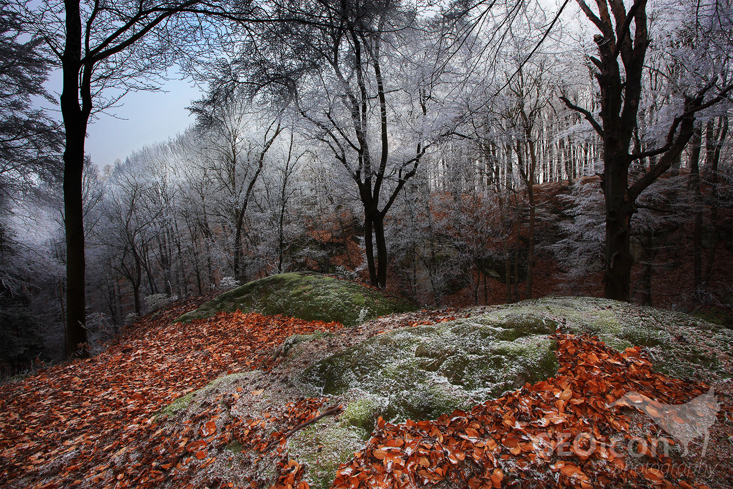 Prachov rocks, Bohemian paradise