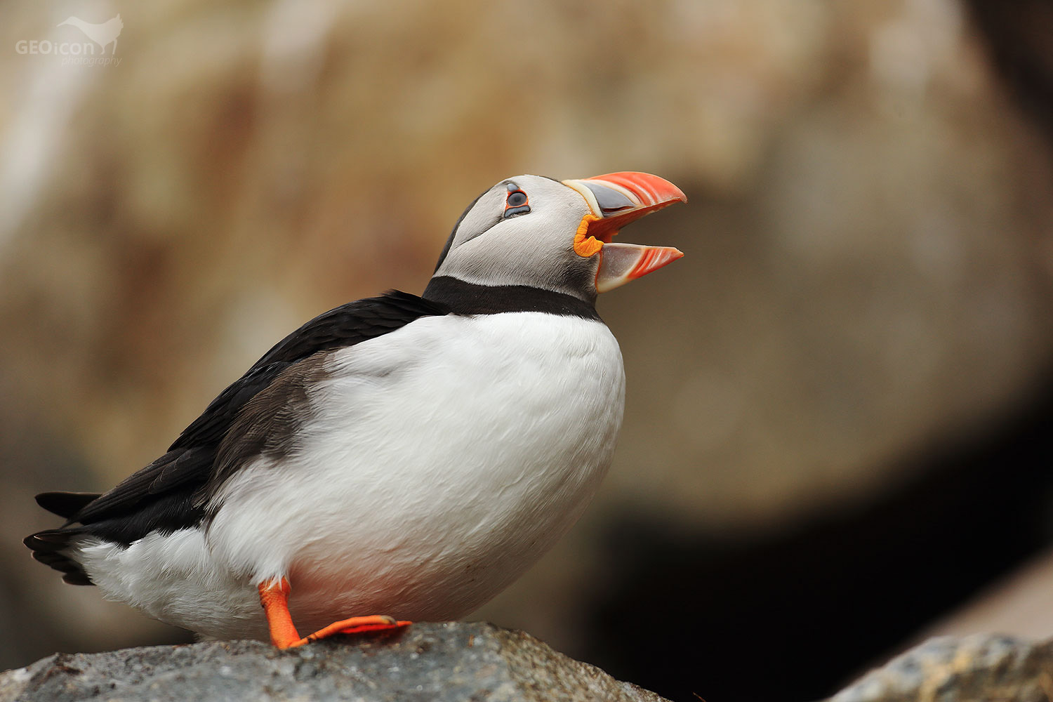 Puffin / papuchalk severní (Fratercula arctica)