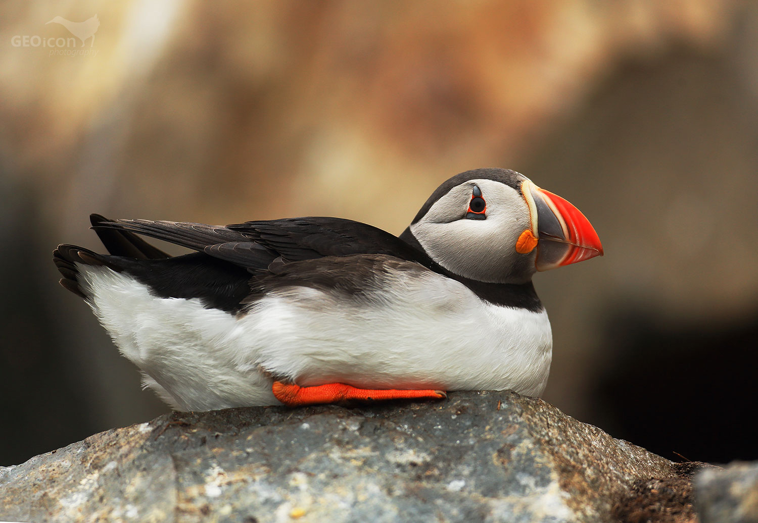 Puffin / papuchalk severní (Fratercula arctica)