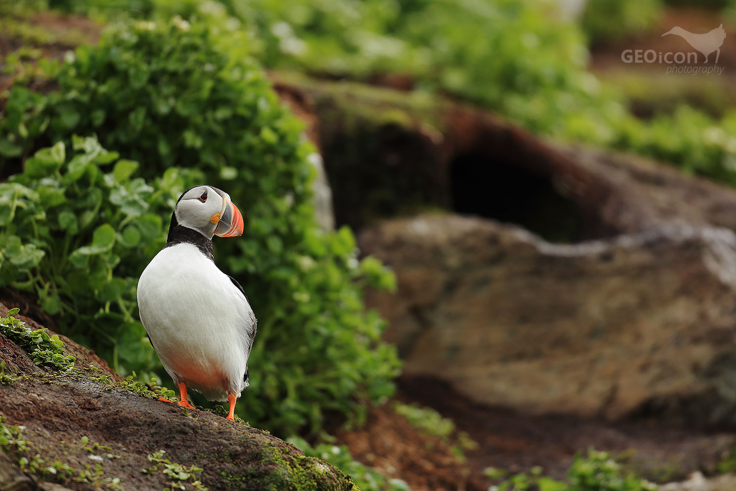 Puffin / papuchalk severní (Fratercula arctica)