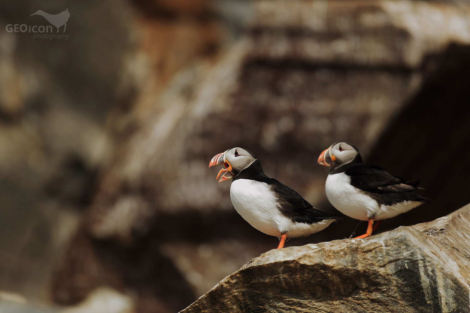 Puffin / papuchalk severní (Fratercula arctica)