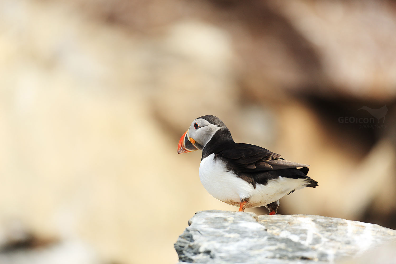 Puffin / papuchalk severní (Fratercula arctica)