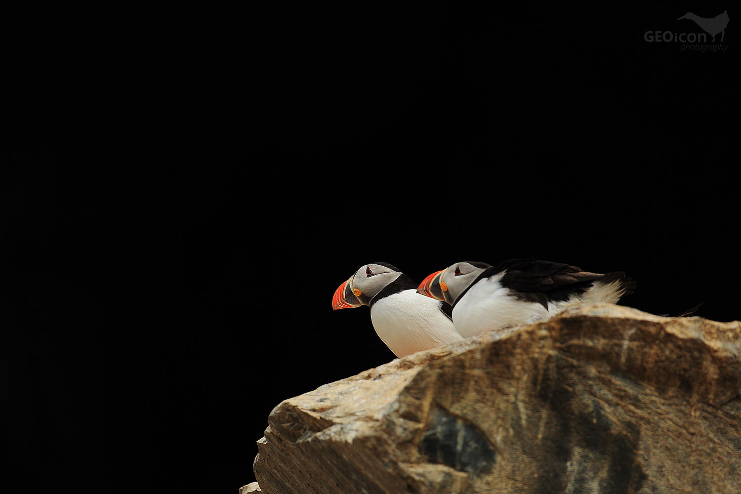 Puffin / papuchalk severní (Fratercula arctica)