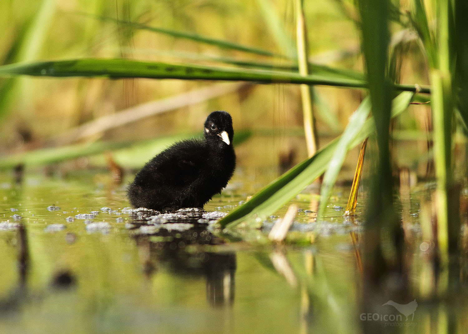 Water rail / chřástal vodní (Rallus aquaticus)