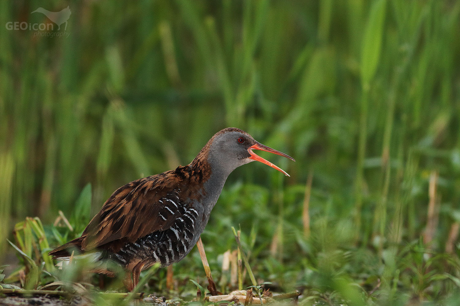 Water rail / chřástal vodní (Rallus aquaticus)