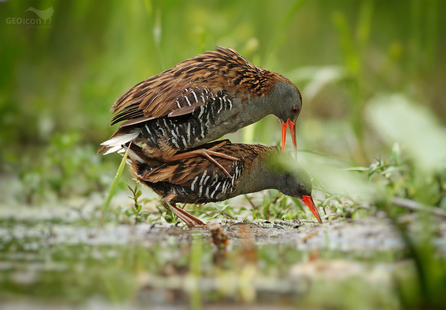 Water rail / chřástal vodní (Rallus aquaticus)