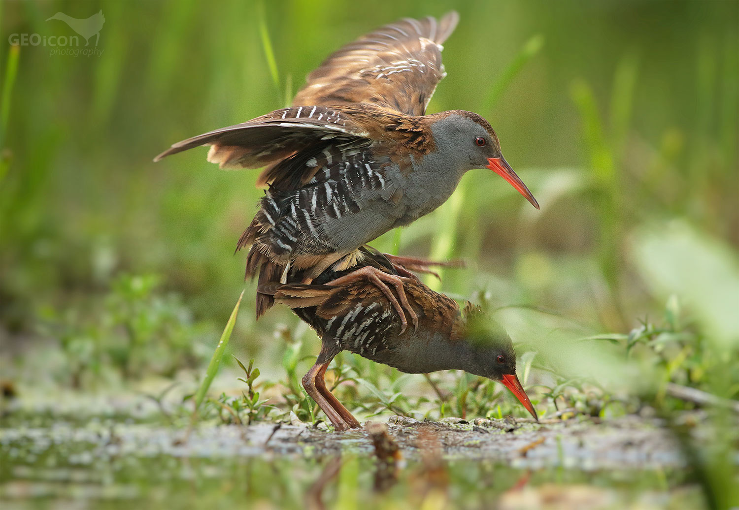 Water rail / chřástal vodní (Rallus aquaticus)