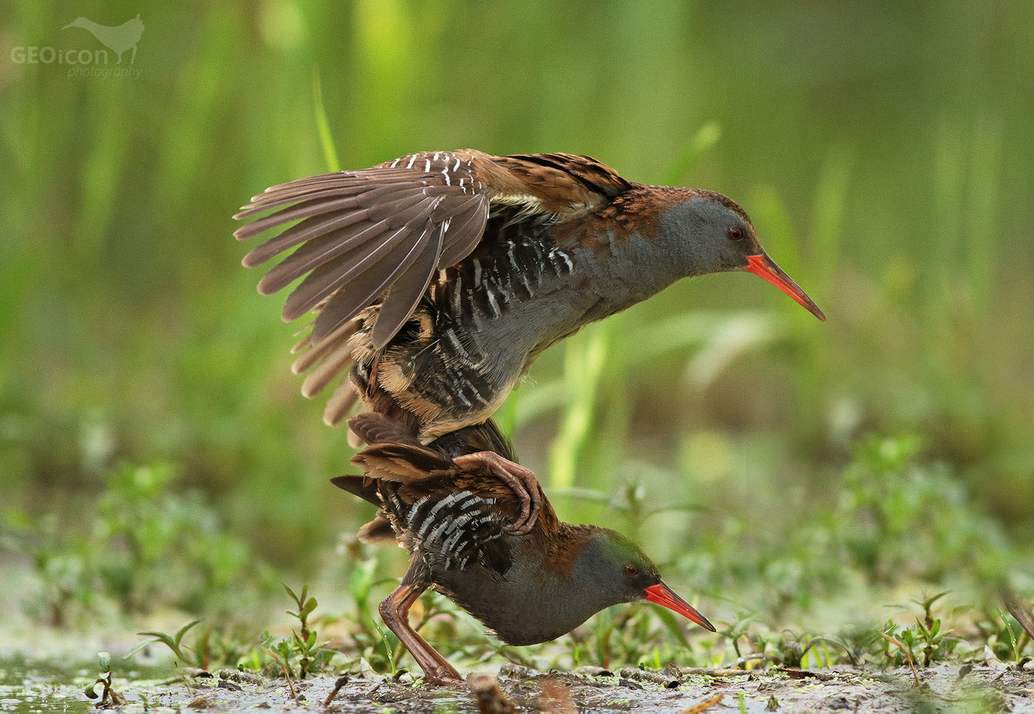 Water rail / chřástal vodní (Rallus aquaticus)