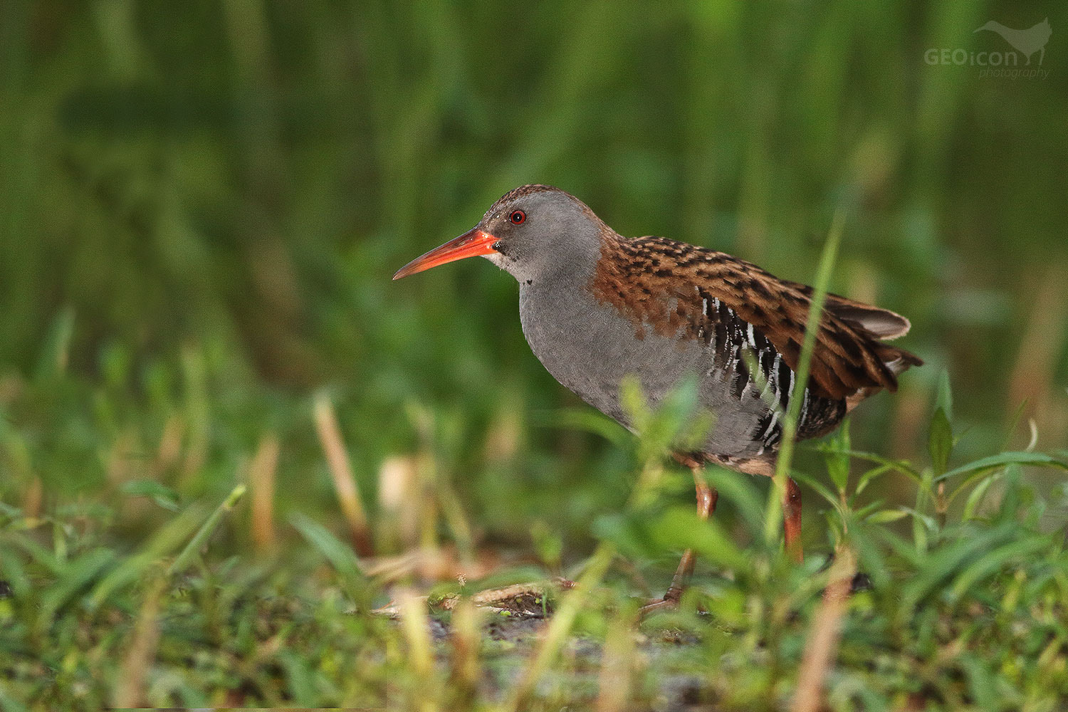 Water rail / chřástal vodní (Rallus aquaticus)
