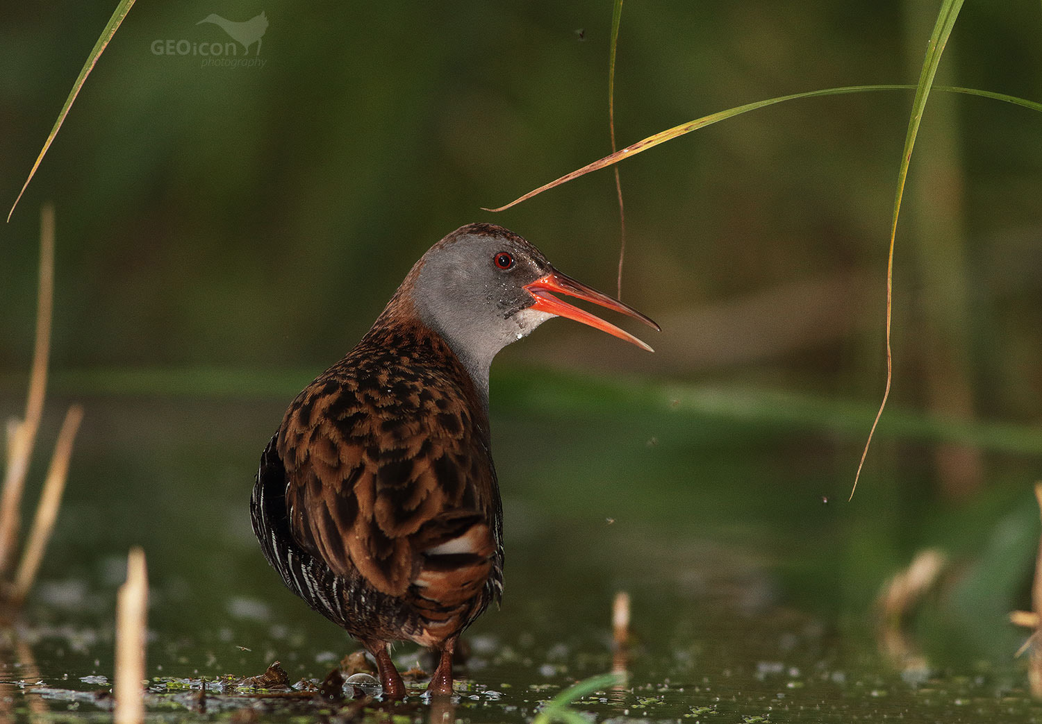 Water rail / chřástal vodní (Rallus aquaticus)