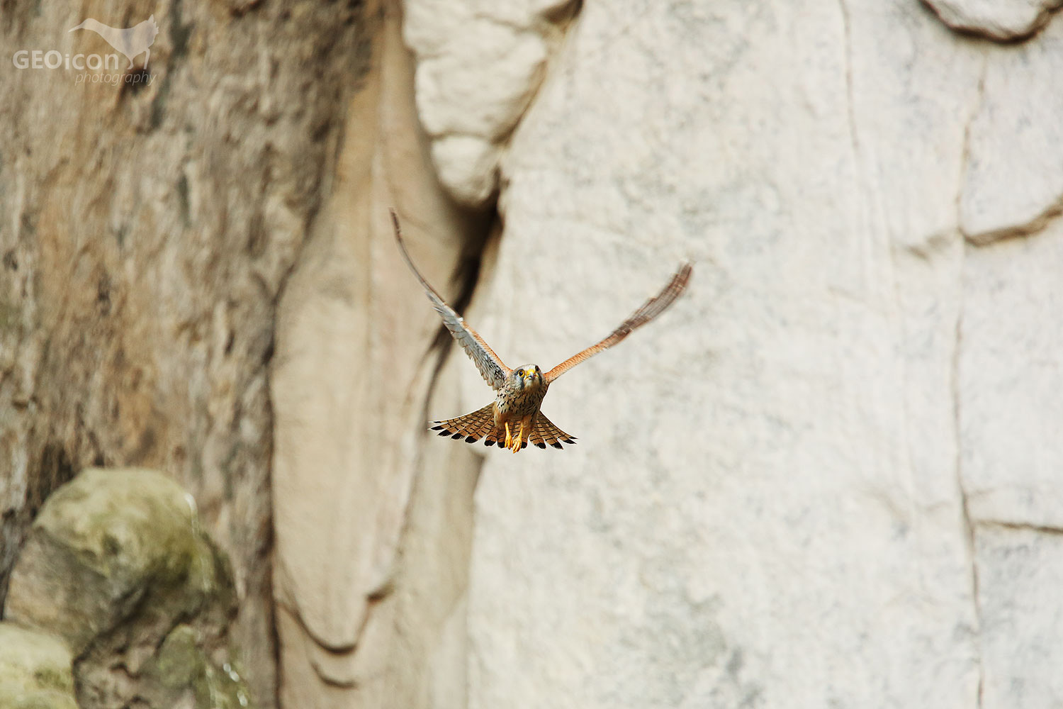 Kestrel / poštolka obecná (Falco tinnunculus)