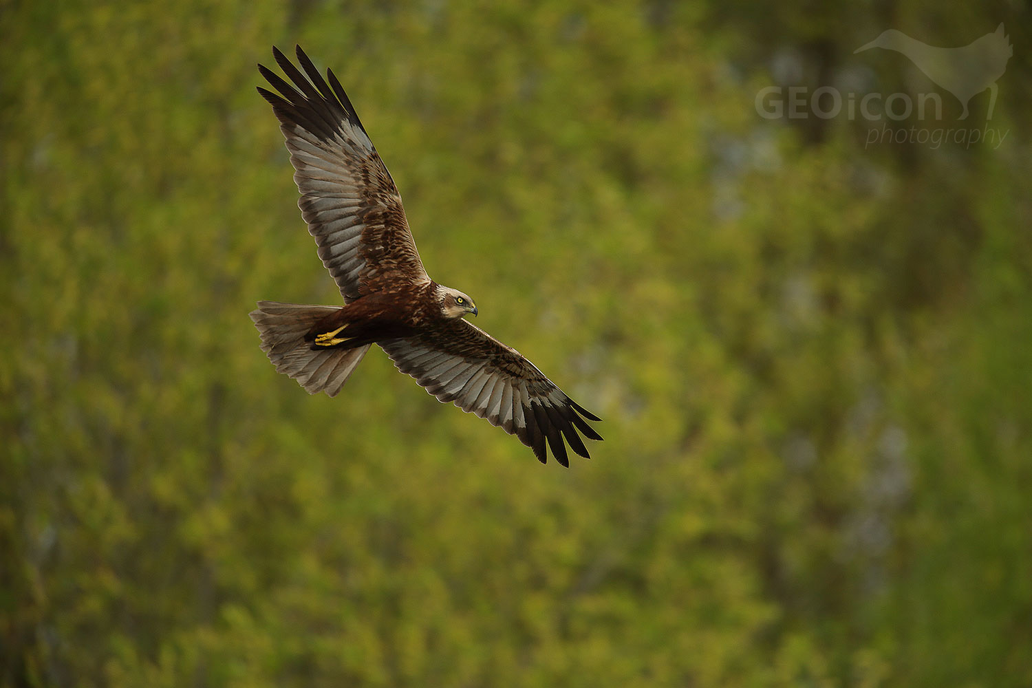Marsh Harrier / Moták pochop (Circus aeruginosus)