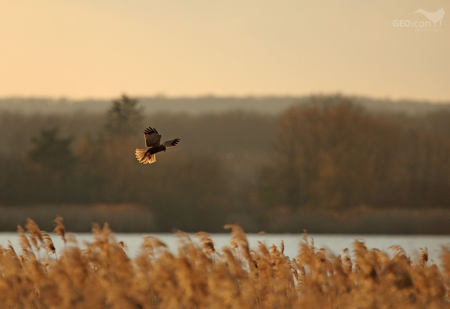 Marsh Harrier / Moták pochop (Circus aeruginosus)