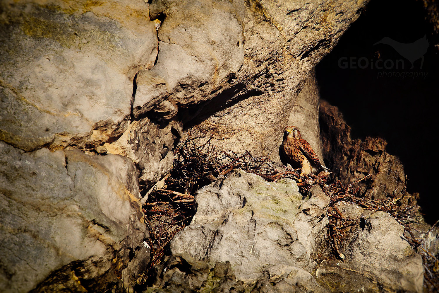 Kestrel / poštolka obecná (Falco tinnunculus)