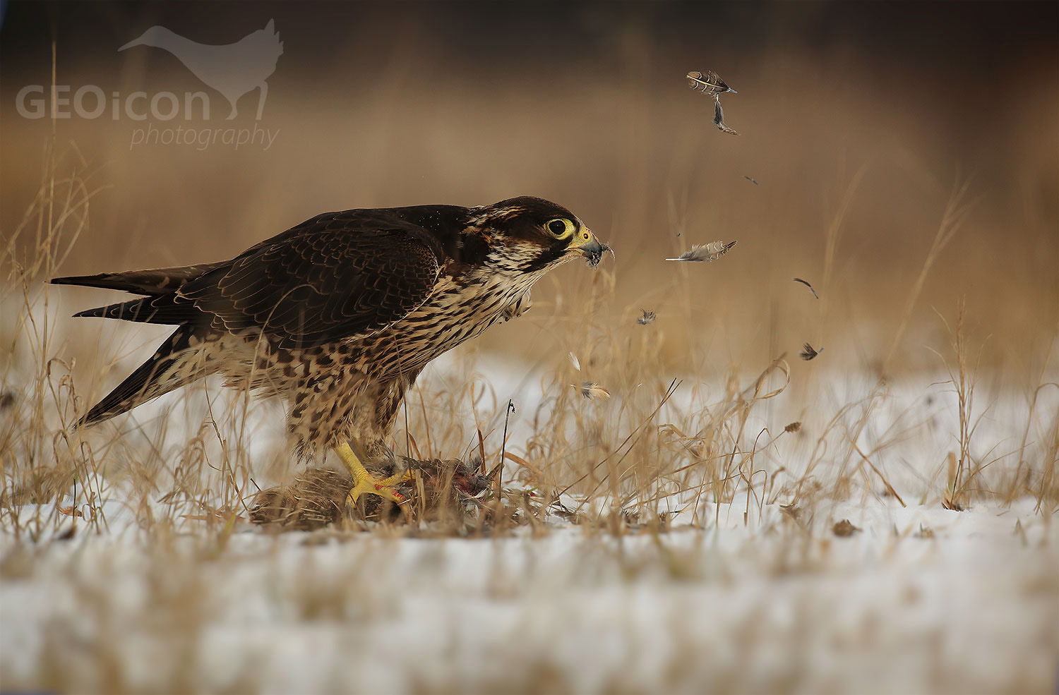 Peregrine falcon / sokol stěhovavý (Falco peregrinus)