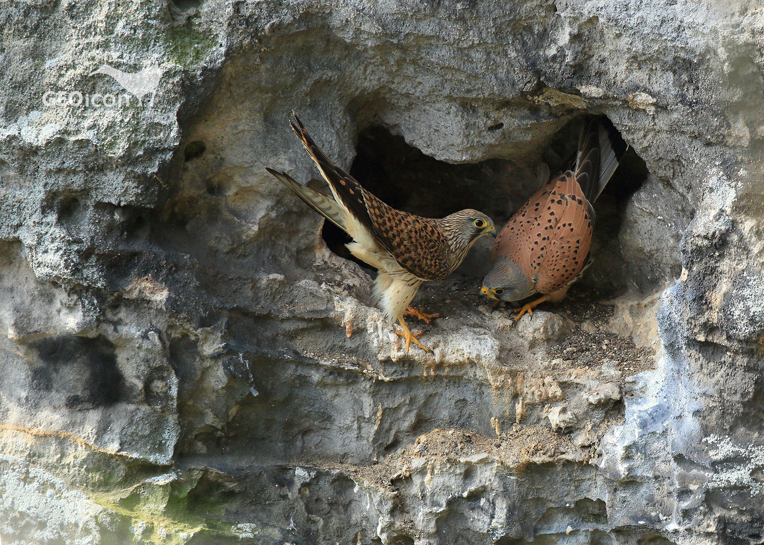 Kestrel / poštolka obecná (Falco tinnunculus)