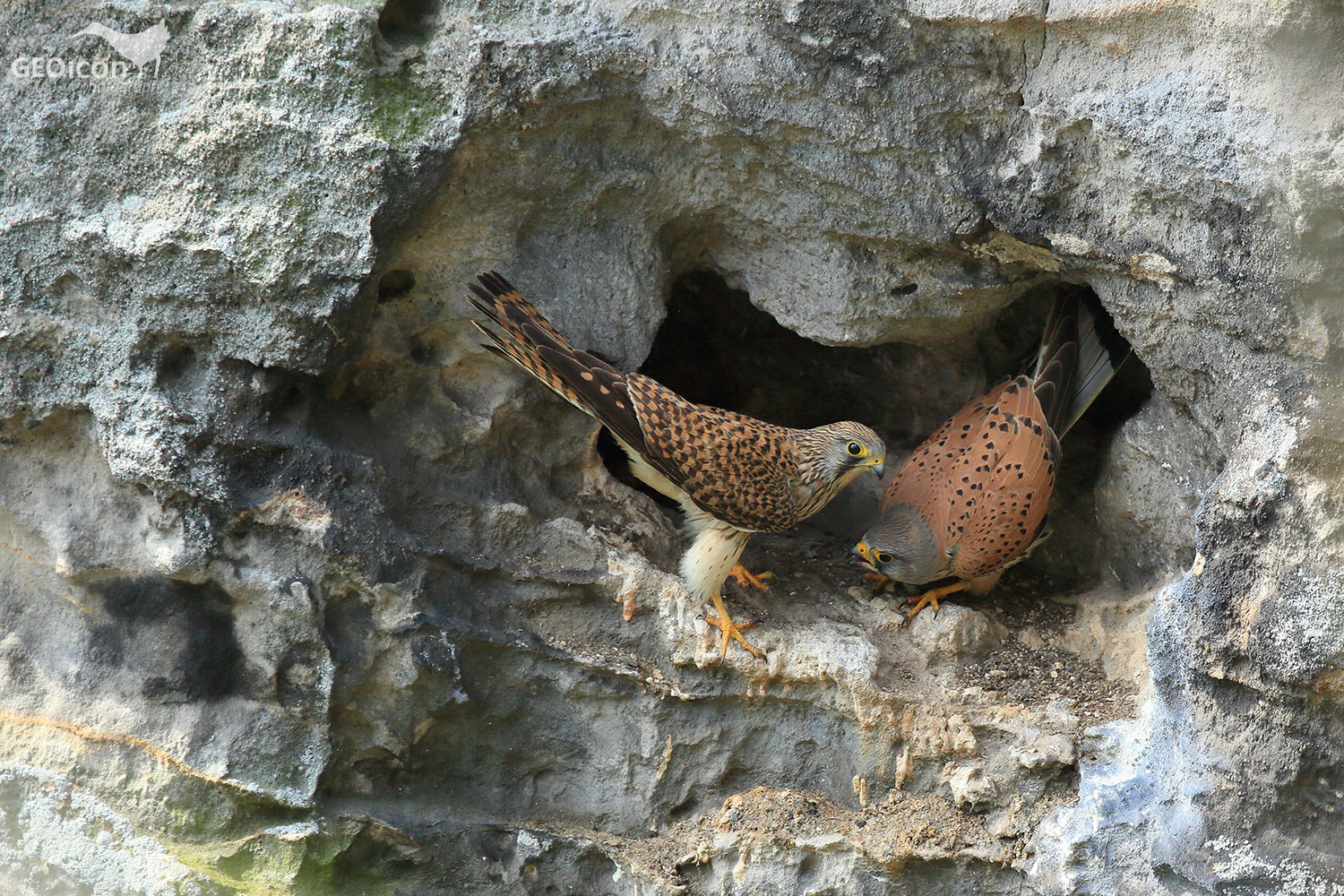 Kestrel / poštolka obecná (Falco tinnunculus)